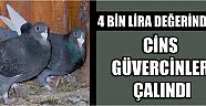 4 Bin Lira Değerindeki Cins Güvercinler Çalındı