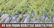 40 Bin Fidan Ücretsiz Dağıtılıyor