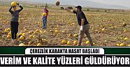 Çerezlik Kabakta Hasat Başladı