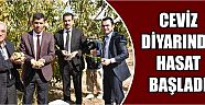 Ceviz Diyarında Hasat Başladı