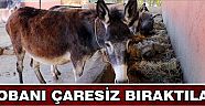 Çobanı Çaresiz Bıraktılar