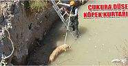 Çukura Düşen Köpek Kurtarıldı