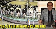 En Çok Süt Veren Hayvan Kültür Irkı