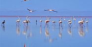 Flamingo cenneti Tuz Gölü'ne turist akını