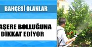 Haşereye Karşı İlaçlama Başladı