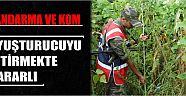 Jandarma Ve Kom Uyuşturucuyu Bitirmekte Kararlı