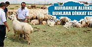 Kurbanlık Alırken Bunlara Dikkat Edin