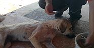 Kuyuda Mahsur Kalan Köpek Kurtarıldı