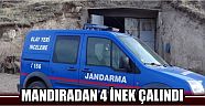 Mandıradan 4 İnek Çalındı