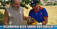 Uçamayan Kızıl Şahin Kurtarıldı