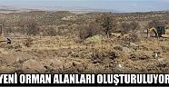 Yeni Orman Alanları Oluşturuluyor