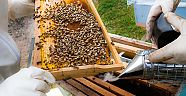 Aksaray'da Yılda 1000 Ton Bal Üretildi